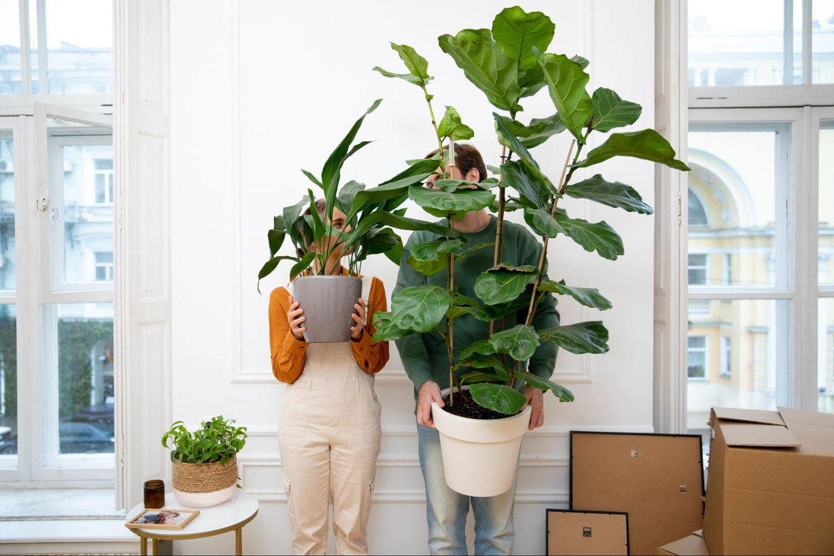 Quelles fleurs conviennent aux jardinières hautes à la maison ? Laissez-vous inspirer